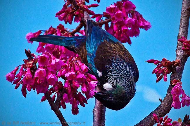 Tui feeding on Pollen 